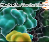 mitochrondria animation